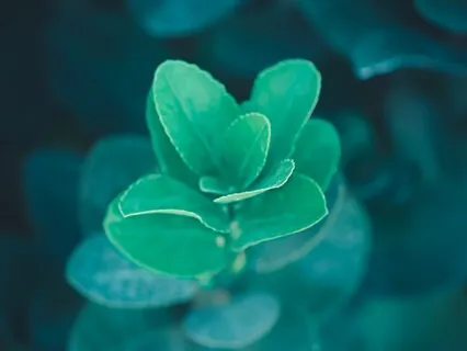 Day 4 Eco Challenge: Accepting Grief