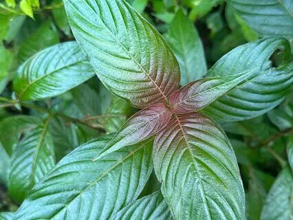 Day 4: Open Your Heart | Heart Chakra – Anahata