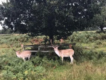 Day 42 Morning Meditation - Core Beliefs