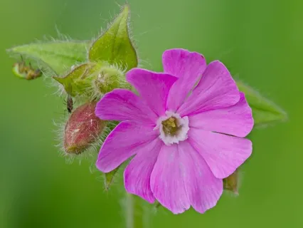 Day 42 - The Imagination Trap - April 24