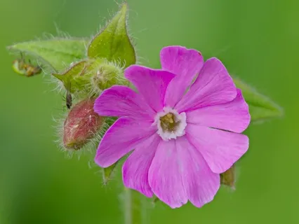 Day 44 - The Bat Church - April 26