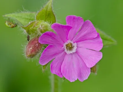 Day 47 -  The Wisdom Of Surrender - April 29