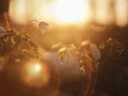 Day 5 Energy Alchemy Challenge: Shine Brighter: Inner Light