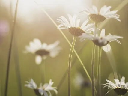 Day 2: Growth Through Gratitude - Remembering Our True Selves