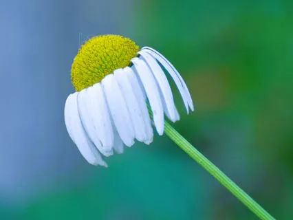 Day 5 ~ Journey Out Of Depression