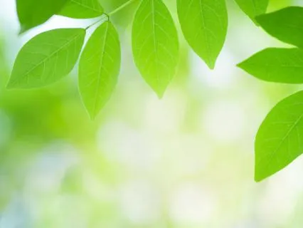 Day 50 Morning Meditation - Fresh And New