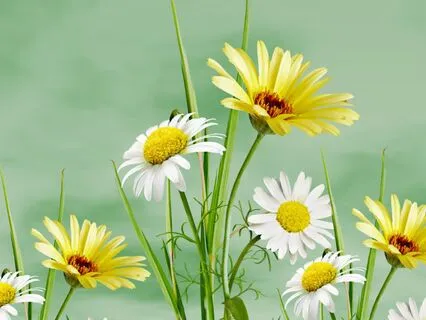 Day 6 - Alternate Nostril Breathing