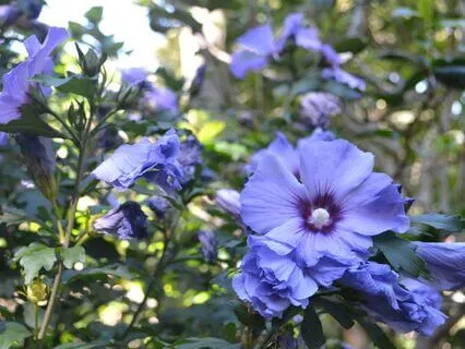 Day 6: Awaken Inner Wisdom (Third Eye Chakra – Ajna)