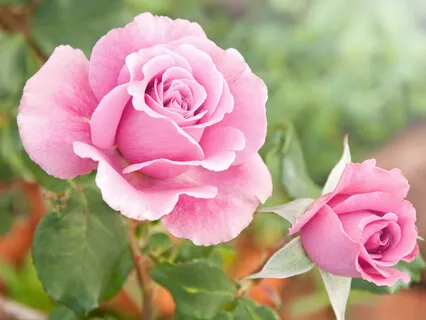 Day 6: Growth Through Gratitude - Aligning with Your True Self