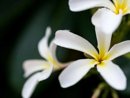 Day 14: Growth Through Gratitude - Living From Inner Bliss