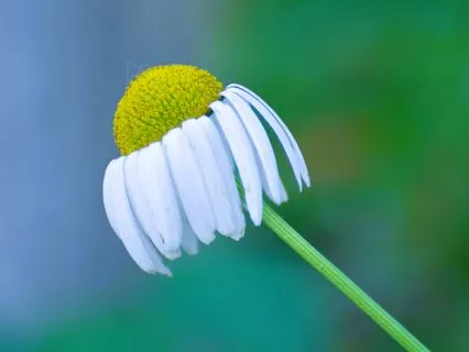 Day 6 ~ Journey Out Of Depression