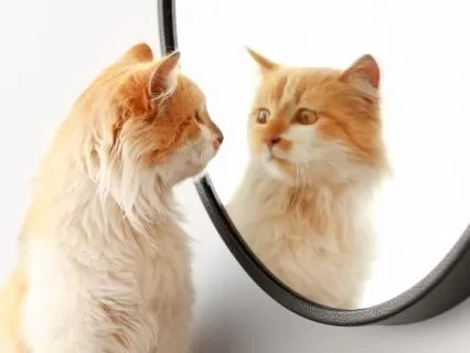 Day 65 Morning Meditation -  Being The Mirror