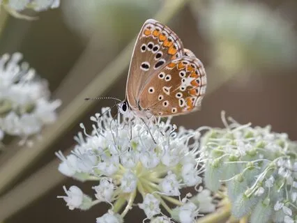 Day 7 Inner Child Healing: Daily Integrating Of Healing