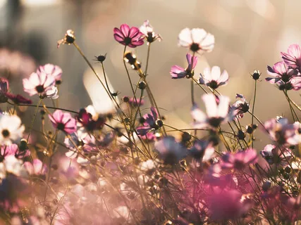 Day 7: Growth Through Gratitude - Finding Flow