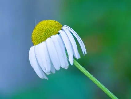 Day 7 ~ Journey From Depression