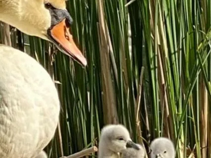 Christian Devotional: "True Friends Are Knit To Our Souls"