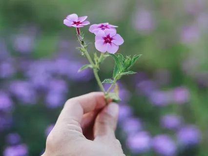 Day 12: Growth Through Gratitude - Manifest More To Be Grateful For