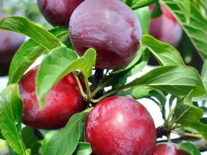 Day 83 Morning Meditation -  The Plum Tree