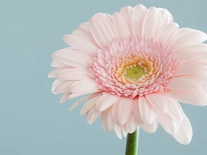 Day 11: Growth Through Gratitude - Flow To Presence