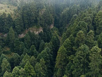 Day Blissful Bird, Melodic Forest Symphony