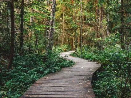 Day In The Woods: Soothing Brown Noise For Deep Relaxation