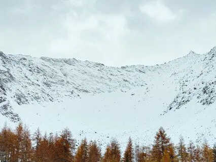 Day Raven Calls, Resonant Forest Echoes