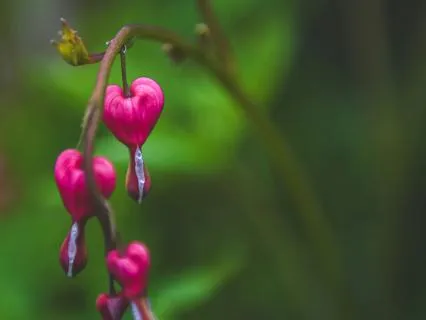 Day Two Of "5 Days Of Belonging" - Wise Heart