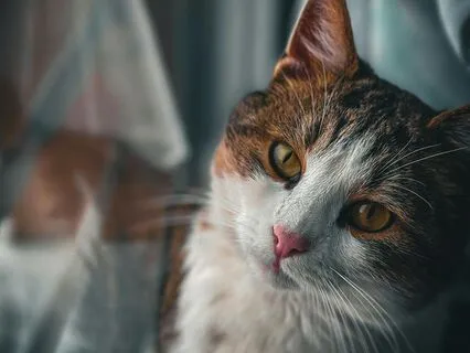 Daydream | The Calm Sleep Lofi Beats Collection