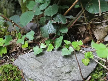 Powerful Practice (Advanced) : Deactivate Addictive Thinking