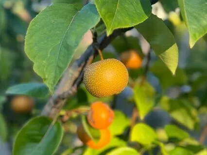 Dealing With Thoughts: A Guide To Mindful Detachment