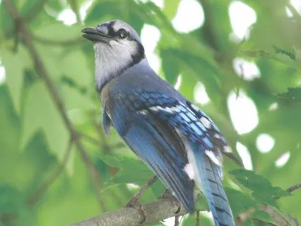 Dear Children By Mauna Synthesizer & Nature Harmony