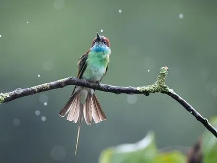 Dear Friend: Come Listen To The Birds On A Rainy Day