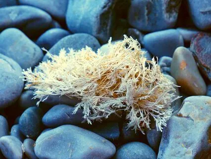 Dear Friend: Join Me By The Shore