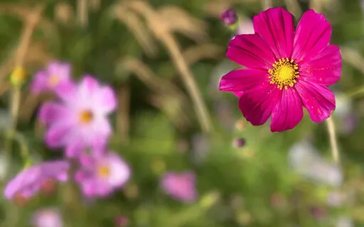 Dear Self, I Am Trying To Love You: Self-Love Mantra