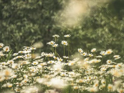 Death Contemplation & Meditation