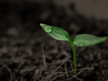 Death Dialogue With Morgan Brown