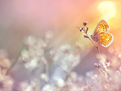 Death, Life, And Dying - Some Of My Thoughts On The Subject