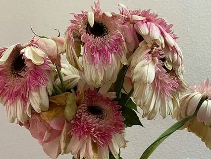 Death: The Elephant In The Room