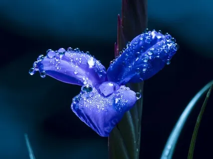 Debussy - Arabesque No. 1