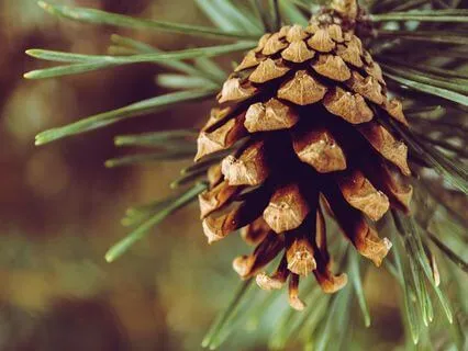 Pausing At The Edge Of The Year- Dec 29