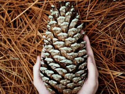 Decalcify Pineal Gland | Golden Theta Waves (Binaural + Iso)