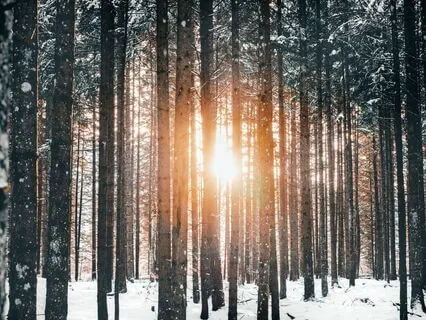 Decalcify Your Pineal Gland: Fibonacci Golden PHI Isochronic