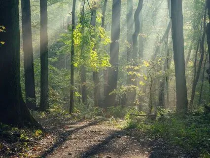 Decision-Making Nature Walk Through The Tree Of Life