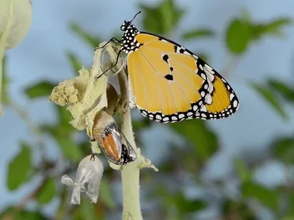 Decisões e Resoluções