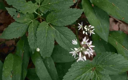 Declutter Your Mind Meditation