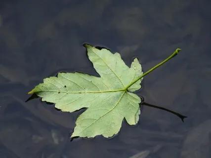 Decluttering The Mind