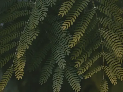 Decubitus Relaxation Exercise