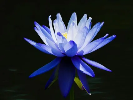 Deep Sleep With The Blue Lotus