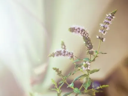 Deep Ambient Soundscape For Nervous System Reset