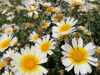 Deep Belly Breathing 